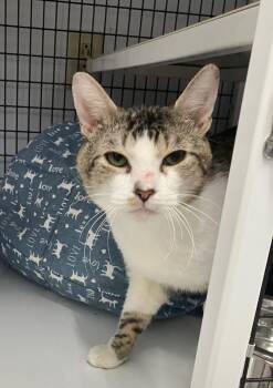 Domestic Short Hair Cats Available for Adoption in Trenton, New Jersey - Sampson | PetCurious