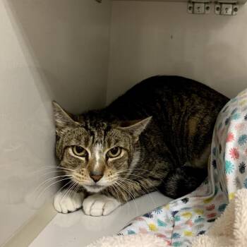 Farrah -  Domestic Short Hair Cat for Adoption in Redwood City, California - Farrah | PetCurious