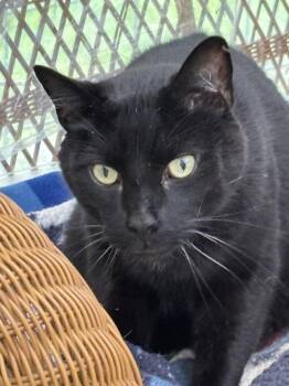 ZIGGY -  Domestic Short Hair Cat for Adoption in New Woodstock, New York - ZIGGY | PetCurious