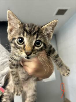 Matcha -  Domestic Short Hair Cat for Adoption in Caro, Michigan - Matcha | PetCurious