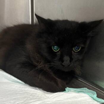 Ragnar -  American Bobtail and Domestic Long Hair Cat for Adoption in Tulsa, Oklahoma - Ragnar | PetCurious