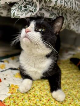Rook -  Domestic Short Hair Cat for Adoption in Midland, Michigan - Rook | PetCurious