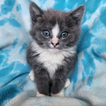 Nyssa -  Domestic Long Hair Cat for Adoption in Layton, Utah - Nyssa | PetCurious