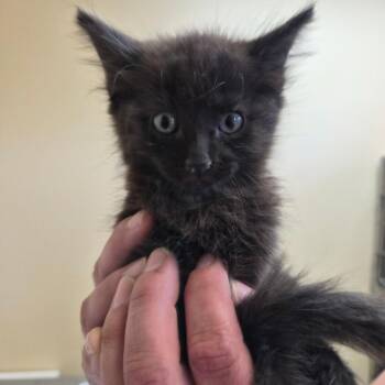 Ava -  Domestic Medium Hair Cat for Adoption in Corinth, Mississippi - Ava | PetCurious
