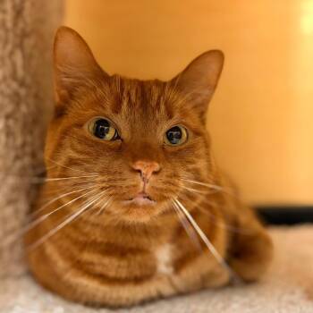 Domestic Short Hair Cats Available for Adoption in Pickering, Ontario - Peaches (bonded With Fuzzy) | PetCurious