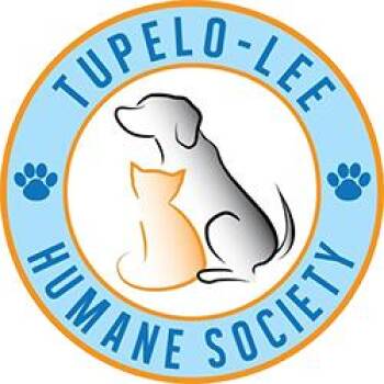 Linus - 081107U -  Domestic Medium Hair Cat for Adoption in Tupelo, Mississippi - Linus - 081107U | PetCurious
