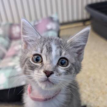 Domestic Medium Hair Cats Available for Adoption in Goleta, California - Shalissa | PetCurious