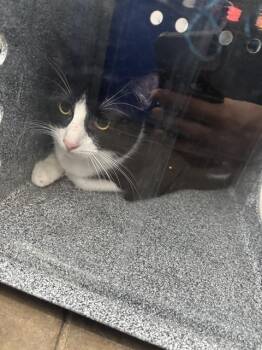LUNITA -  Domestic Short Hair Cat Available for Adoption in Dallas, Texas - LUNITA | PetCurious