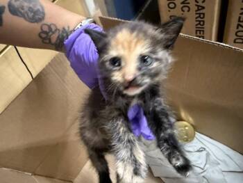 LIA -  Domestic Short Hair Cat for Adoption in Doral, Florida - LIA | PetCurious