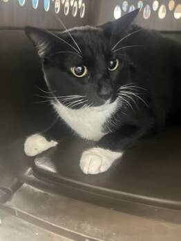 Joey -  Domestic Short Hair Cat for Adoption in Largo, Florida - Joey | PetCurious