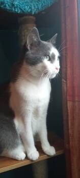 Rescue Domestic Short Hair Cats for Adoption in Santa Cruz, California - Tiny Tim | PetCurious