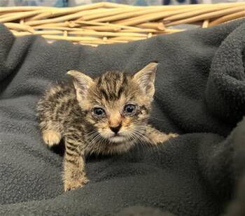KENDALL -  Domestic Short Hair Cat for Adoption in Rosenberg, Texas - KENDALL | PetCurious