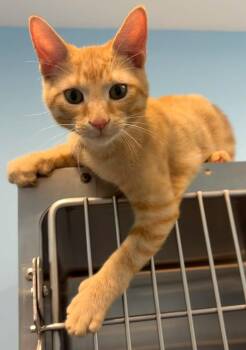 Scary -  Domestic Short Hair Cat for Adoption in Lincoln, Michigan - Scary | PetCurious
