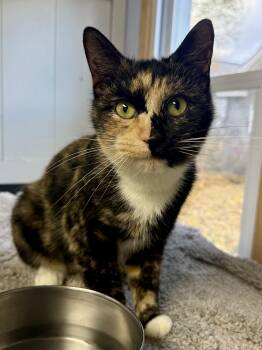 Rescue Tortoiseshell Cats for Adoption - Autumn | PetCurious