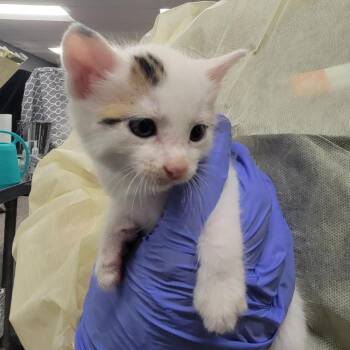 Slate -  Domestic Short Hair Cat for Adoption in Salt Lake City, Utah - Slate | PetCurious