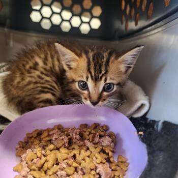 Bryce -  Domestic Short Hair Cat for Adoption in Evensville, Tennessee - Bryce | PetCurious