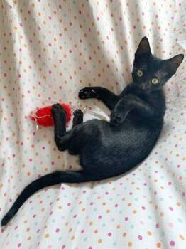 Ludacris -  Domestic Short Hair Cat for Adoption in Mission Viejo, California - Ludacris | PetCurious