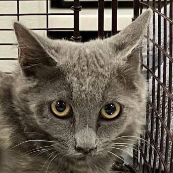 Sassy -  Domestic Short Hair Cat for Adoption in Las Cruces, New Mexico - Sassy | PetCurious