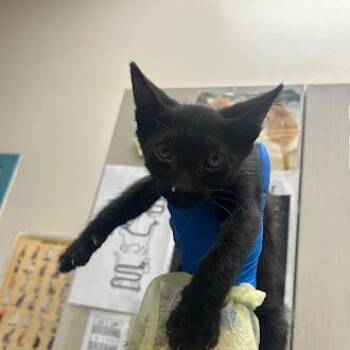 MOON JOY -  Domestic Short Hair Cat for Adoption in Las Vegas, Nevada - MOON JOY | PetCurious