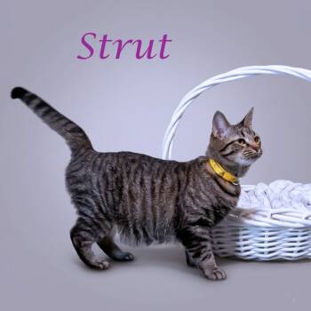 Domestic Short Hair Cats Available for Adoption in Lebanon, Tennessee - Strut C26-138 | PetCurious