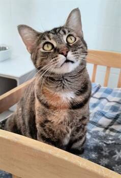 Rescue Domestic Short Hair Cats for Adoption in Canfield, Ohio - GABBY | PetCurious