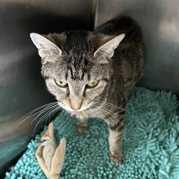 Rescue Domestic Short Hair Cats for Adoption in Lambertville, New Jersey - Lucinda | PetCurious
