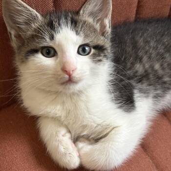 Tav (orange collar) -  Domestic Short Hair Cat for Adoption in Philadelphia, Pennsylvania - Tav (orange Collar) | PetCurious