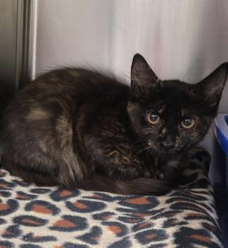 Hyena -  Domestic Short Hair Cat for Adoption in Ocala, Florida - Hyena | PetCurious