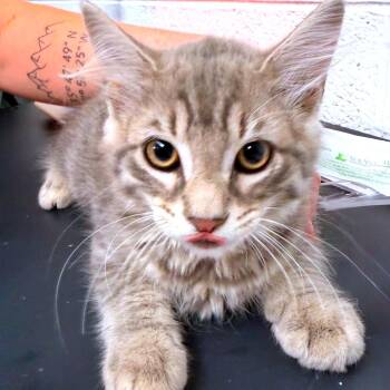 Thumper -  Domestic Medium Hair Cat for Adoption in Evensville, Tennessee - Thumper | PetCurious