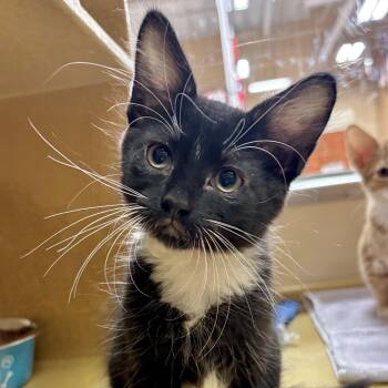 Graham -  Domestic Medium Hair Cat for Adoption in Sonora, California - Graham | PetCurious
