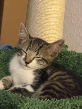 Luke -  Tabby Cat for Adoption in San Antonio, Texas - Luke | PetCurious