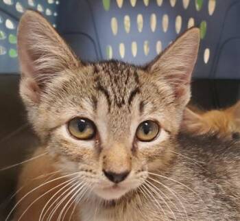 Suncake -  Domestic Short Hair Cat for Adoption in Kansas City, Missouri - Suncake | PetCurious
