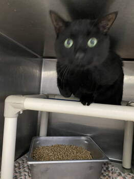 Rescue Domestic Short Hair Cats for Adoption in Rustburg, Virginia - Midnight - At Shelter | PetCurious