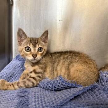 LIONEL -  Domestic Short Hair Cat for Adoption in San Antonio, Texas - LIONEL | PetCurious
