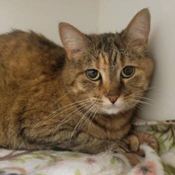 Squishy (fka Sissy) -  Domestic Short Hair Cat for Adoption in Columbia, Missouri - Squishy (fka Sissy) | PetCurious