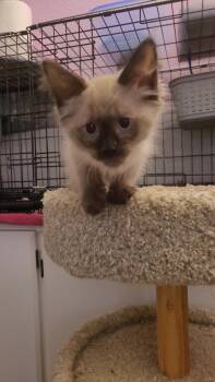 GUMMI BEAR -  Ragamuffin and Siamese Cat for Adoption in Escalon, California - GUMMI BEAR | PetCurious