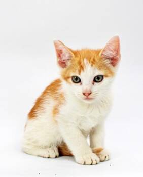 Neo -  Domestic Short Hair Cat for Adoption in Morton Grove, Illinois - Neo | PetCurious