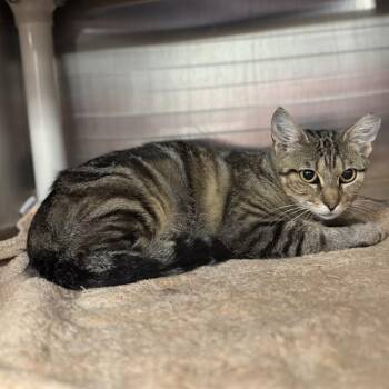 TAYLOR -  Domestic Short Hair Cat for Adoption - TAYLOR | PetCurious
