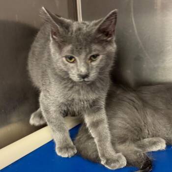 Ned Leeds -  Domestic Short Hair Cat for Adoption in Los Angeles, California - Ned Leeds | PetCurious
