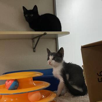 Kiwi -  Domestic Short Hair Cat Available for Adoption in Dickinson, Texas - Kiwi | PetCurious