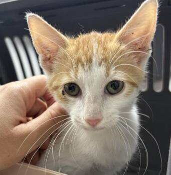 If-6 Oliver -  Domestic Short Hair Cat for Adoption in Lawrenceville, Georgia - If-6 Oliver | PetCurious