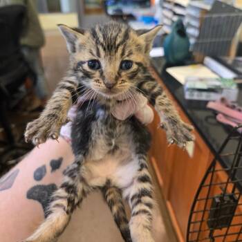 Domestic Short Hair Cats Available for Adoption in Lynchburg, Virginia - Pluto | PetCurious