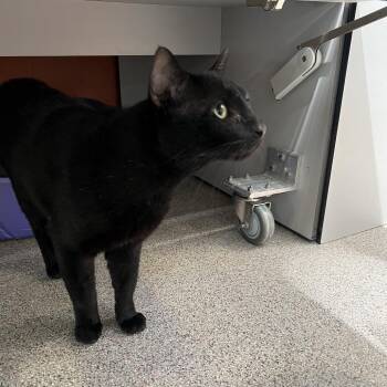 Bert -  Domestic Short Hair Cat Available for Adoption in Sarasota, Florida - Bert | PetCurious