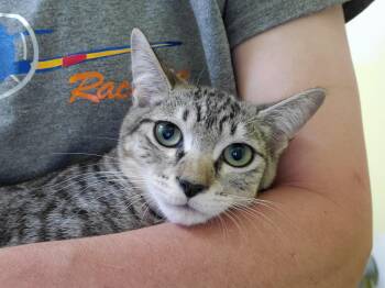 Rescue Domestic Short Hair Cats for Adoption in Quilcene, Washington - Gem | PetCurious