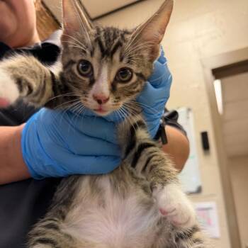 Hollis -  Domestic Short Hair Cat for Adoption in Birmingham, Alabama - Hollis | PetCurious