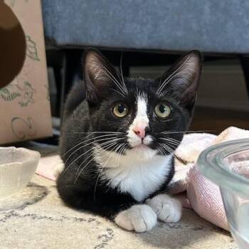 Wocket -  Domestic Short Hair Cat for Adoption in Dayton, Ohio - Wocket | PetCurious