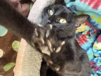 Domestic Short Hair Cats Available for Adoption in Little Falls, Minnesota - Eve | PetCurious