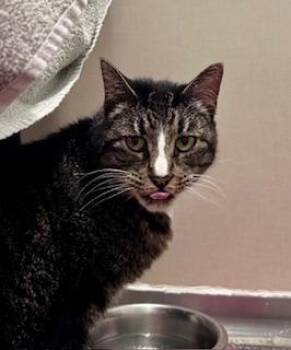 Sox -  Domestic Short Hair Cat for Adoption in Bellevue, Washington - Sox | PetCurious