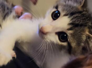 Abe -  Domestic Short Hair Cat for Adoption in Mount Pleasant, Texas - Abe | PetCurious