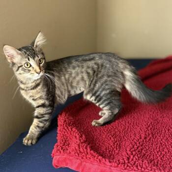Madeline -  Domestic Long Hair Cat for Adoption in Port Neches, Texas - Madeline | PetCurious